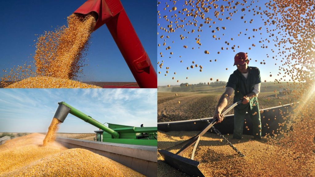 Como Escolher o Melhor Grão para Produzir no Brasil