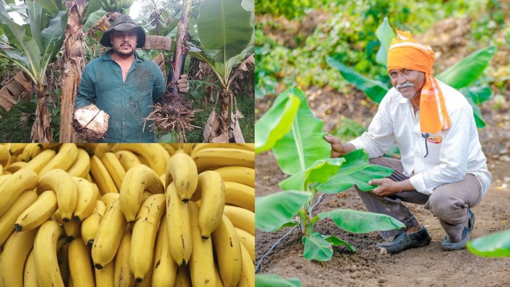 Plantando Bananas