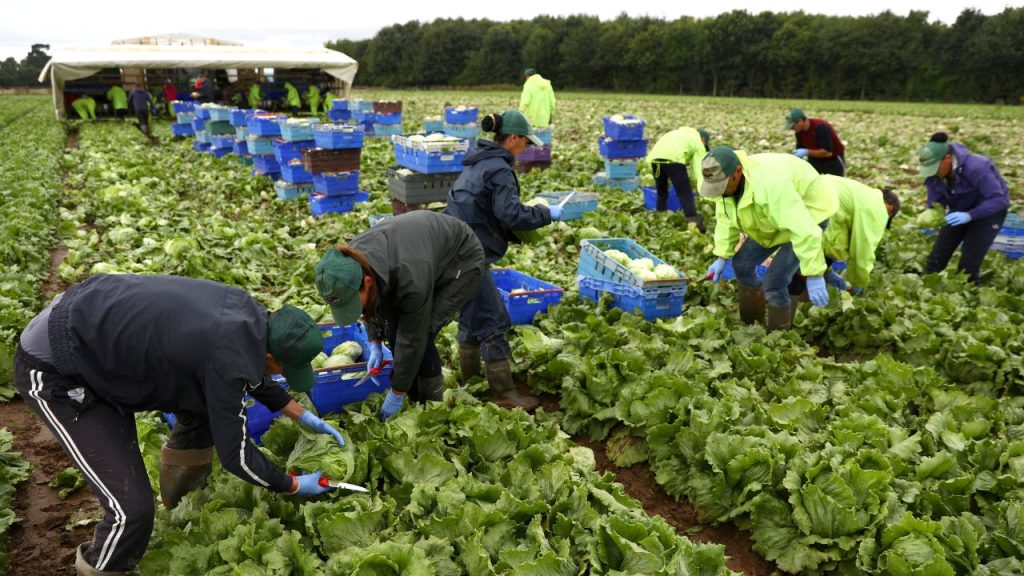 Addressing Labour Shortages in British Agriculture