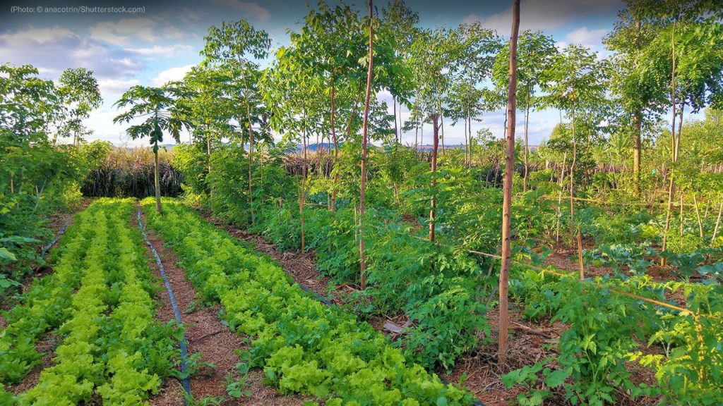 Agroforestry Practices Gaining Ground in the UK