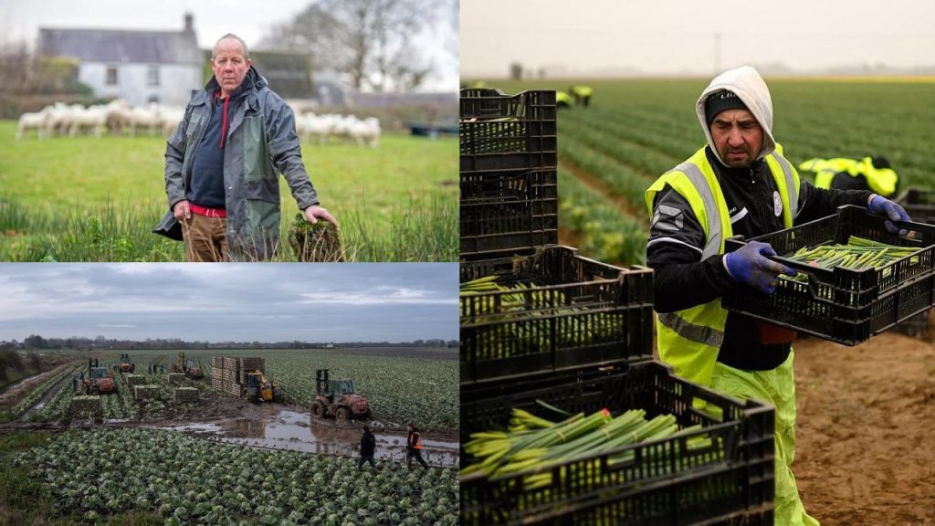 Brexit's Impact on English Agriculture