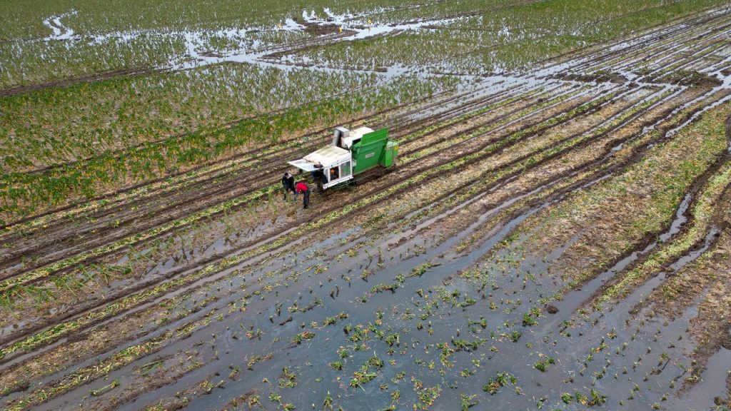 Climate Change and Its Effects on UK Farming