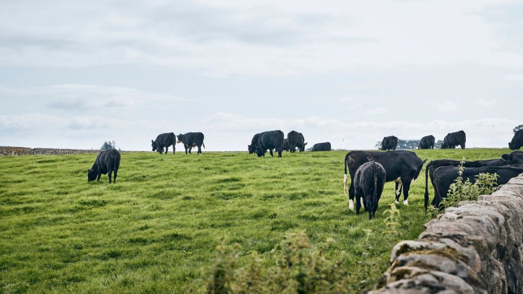 Sustainability in British Agriculture