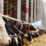 Sustainable Dairy Farming Practices in the UK