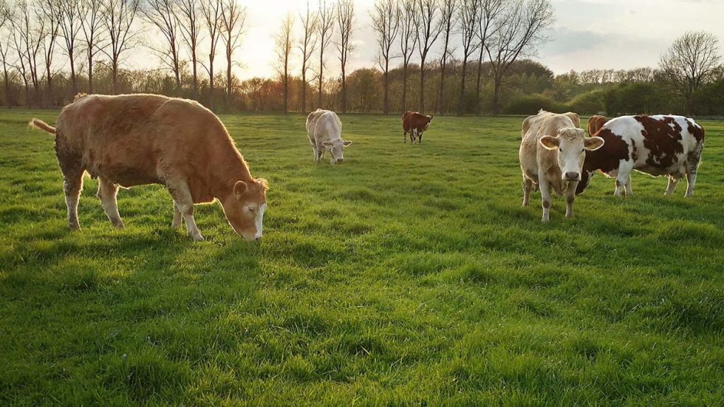 The Future of Livestock Farming in the UK