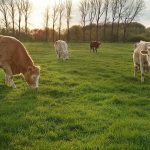 The Future of Livestock Farming in the UK